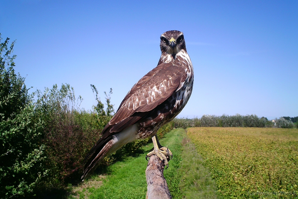 643169 Buteo buteo (Poiana).jpg